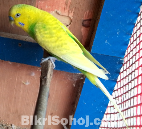বাজিগার পাখি